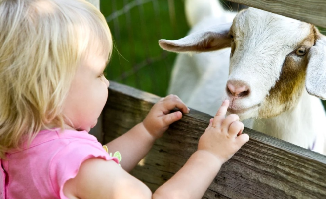 petting-zoo
